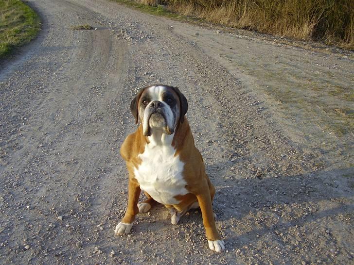 Boxer Chang R.I.P. - Bare tag billedet jeg er klar billede 3