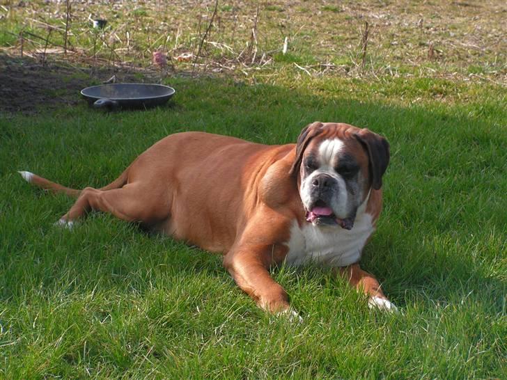 Boxer Chang R.I.P. - Lennon nyder det i græsset billede 5