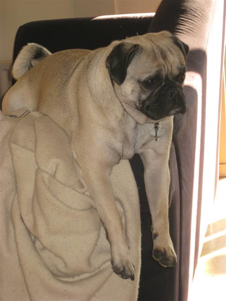 Blanding af racer Thor Mops/Engelsk Bulldog - Heroppe på sofaen kan man holde øje med alt tihi billede 1