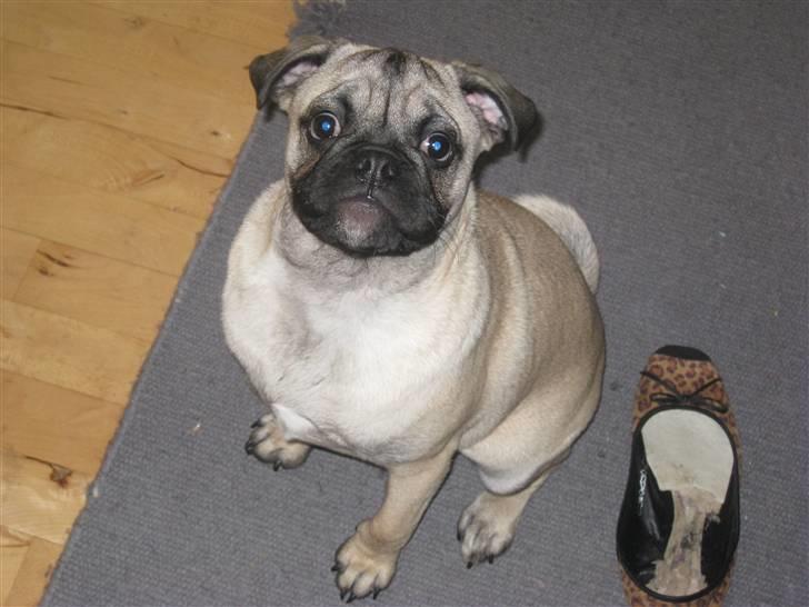 Blanding af racer Thor Mops/Engelsk Bulldog - Jeg har ingen idé om hvordan den sko er havnet ved sidem af mig!  billede 2