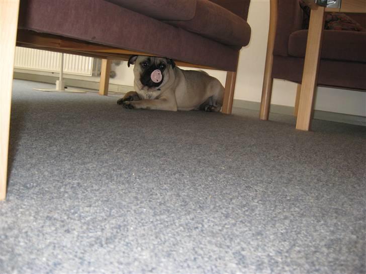 Blanding af racer Thor Mops/Engelsk Bulldog - Hvis jeg nu gemmer mig herunder og ligger helt stille, så opdager de aldrig at det er mig der har taget sutten! billede 5