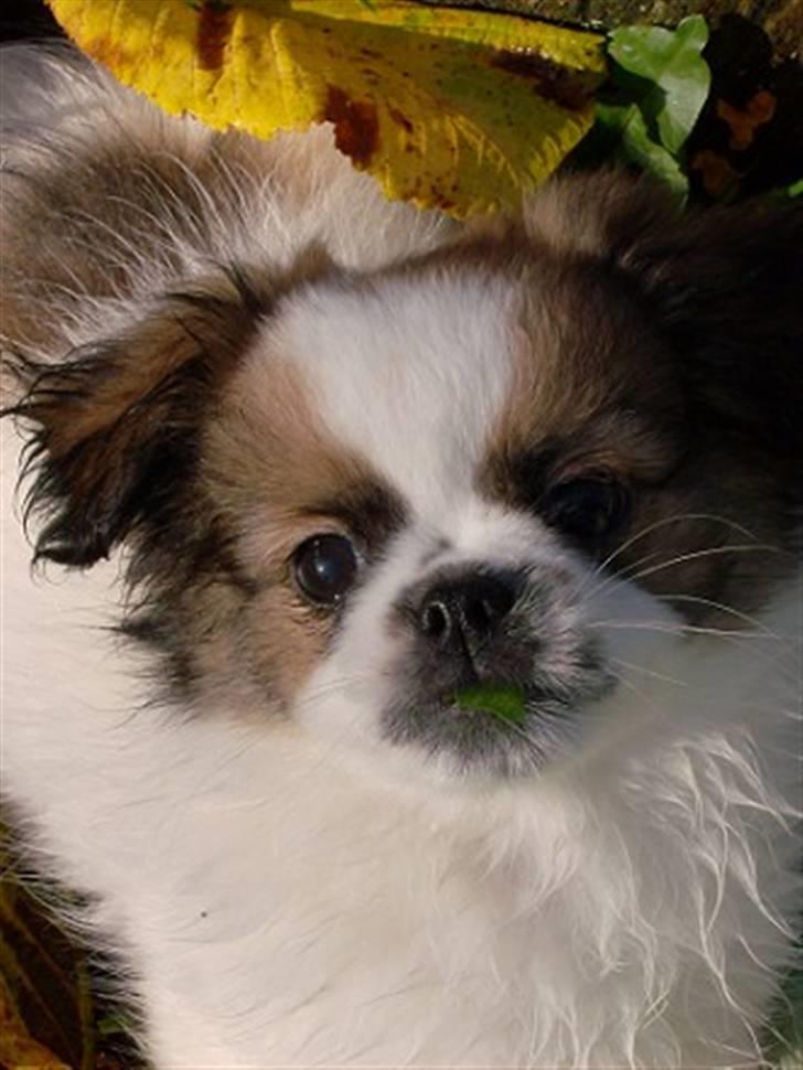 Blanding af racer Diva R.I.P*død 1/4-09 - har du noget i hånden?? billede 1