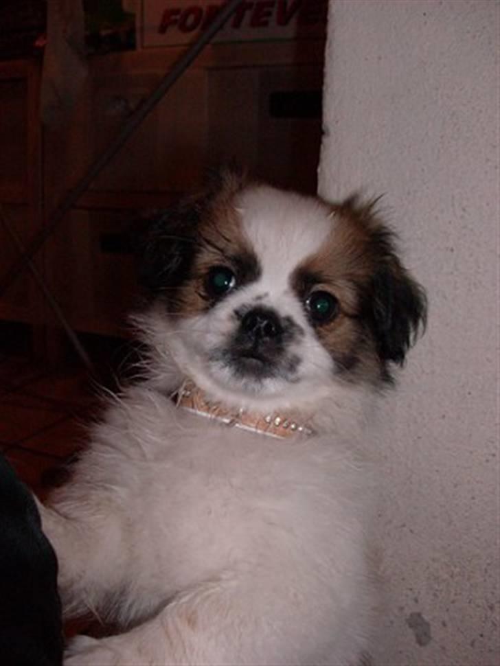 Blanding af racer Diva R.I.P*død 1/4-09 billede 2