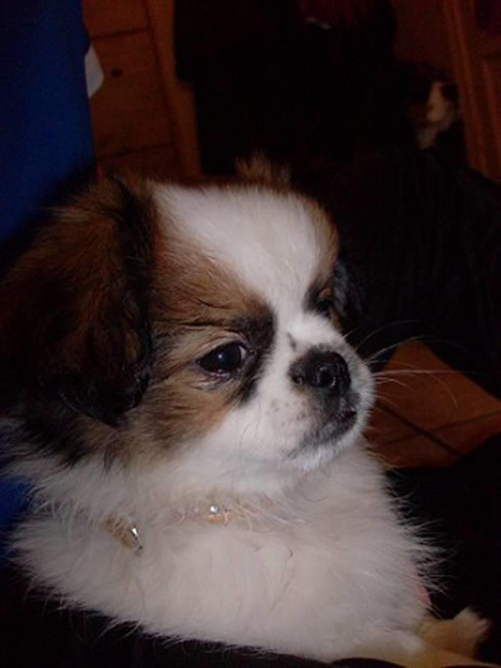 Blanding af racer Diva R.I.P*død 1/4-09 billede 3