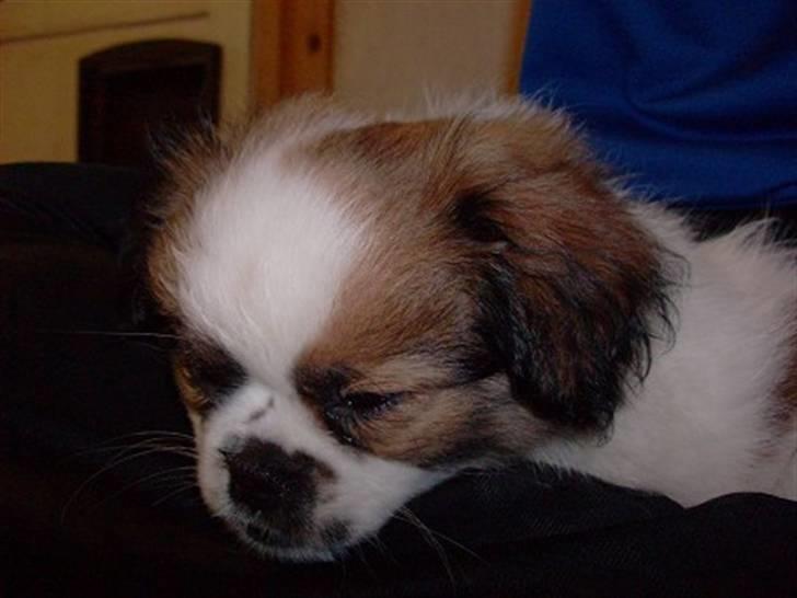 Blanding af racer Diva R.I.P*død 1/4-09 billede 4