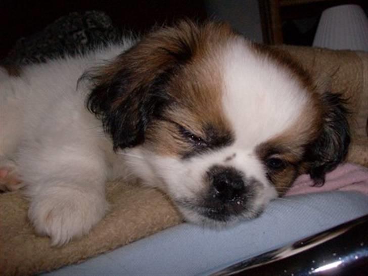 Blanding af racer Diva R.I.P*død 1/4-09 - sover i sengen efter en lang dag, med en tur i skoven billede 5