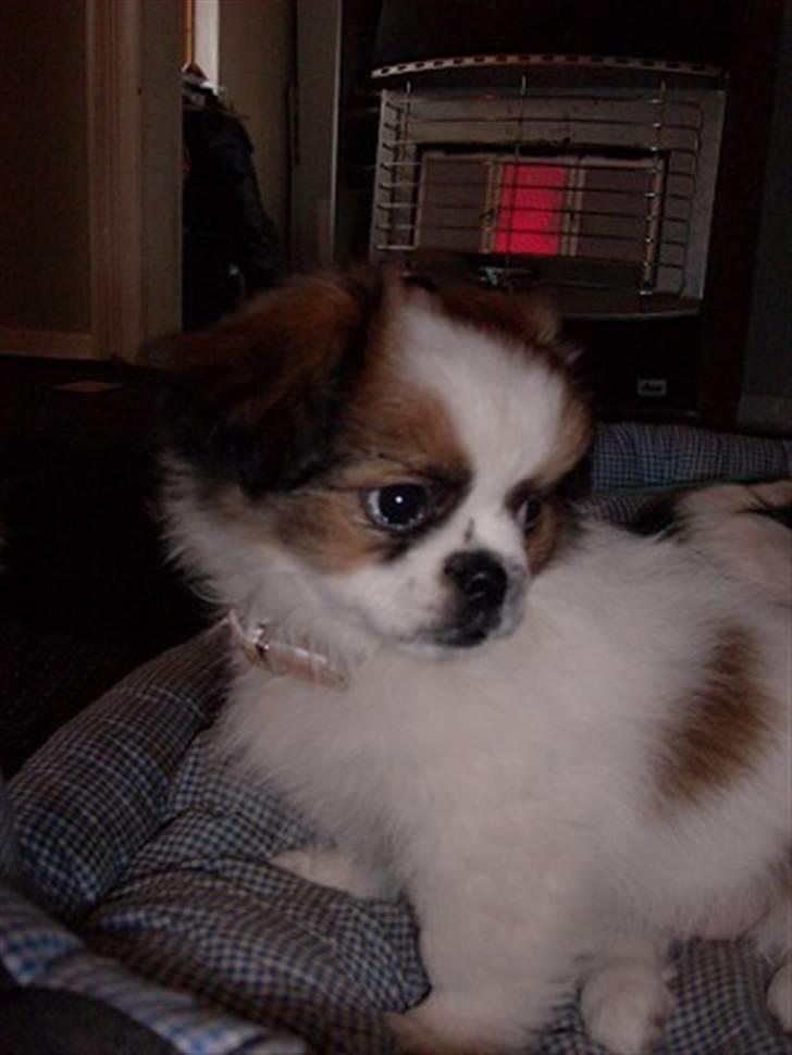 Blanding af racer Diva R.I.P*død 1/4-09 billede 6