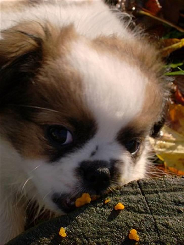 Blanding af racer Diva R.I.P*død 1/4-09 - bidder i et stykke træ billede 7