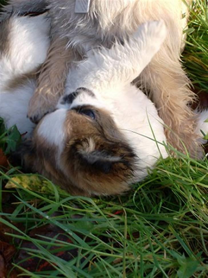 Blanding af racer Diva R.I.P*død 1/4-09 - leger med müsli billede 8