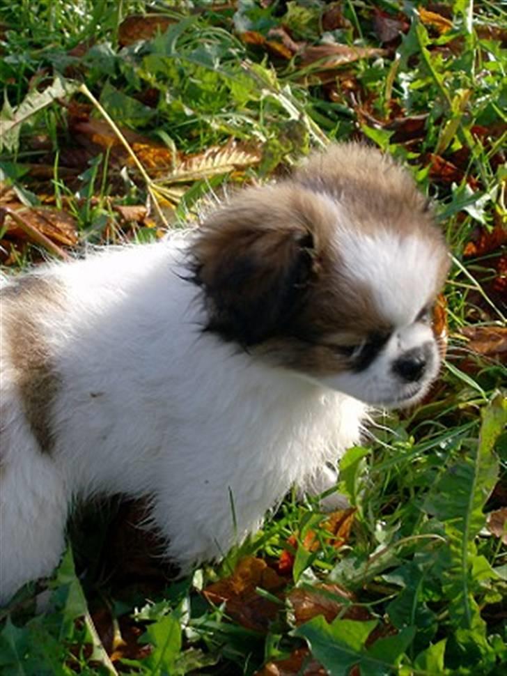 Blanding af racer Diva R.I.P*død 1/4-09 billede 9