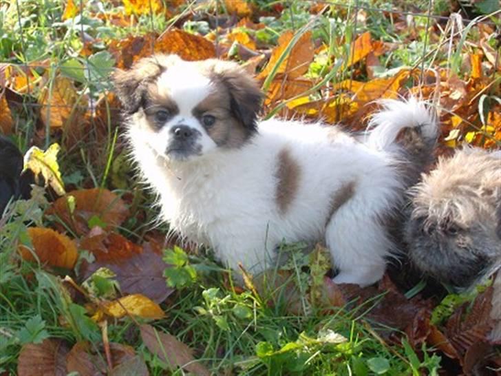 Blanding af racer Diva R.I.P*død 1/4-09 billede 10