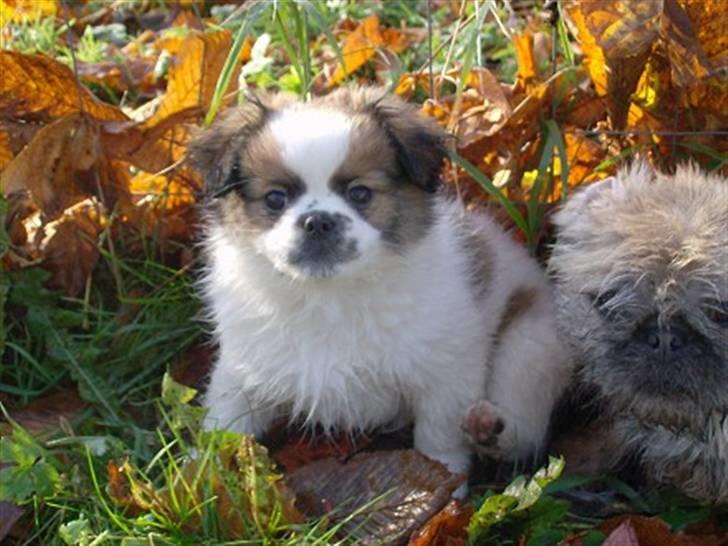 Blanding af racer Diva R.I.P*død 1/4-09 billede 11