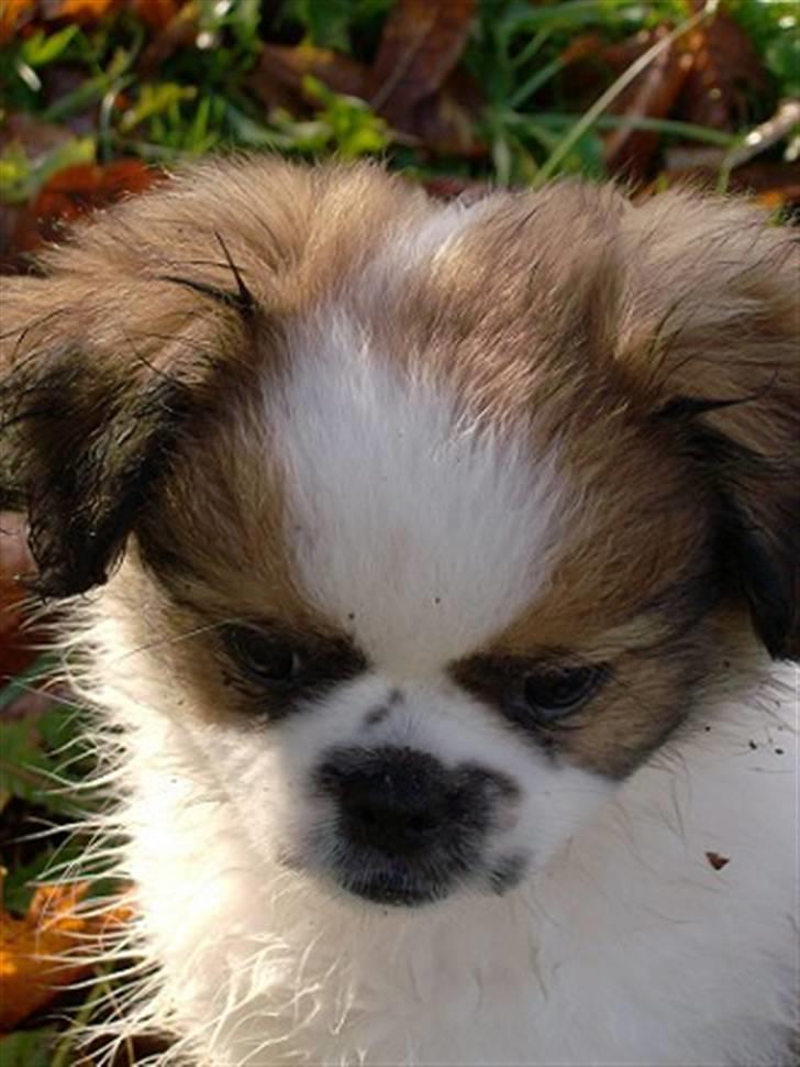 Blanding af racer Diva R.I.P*død 1/4-09 billede 12