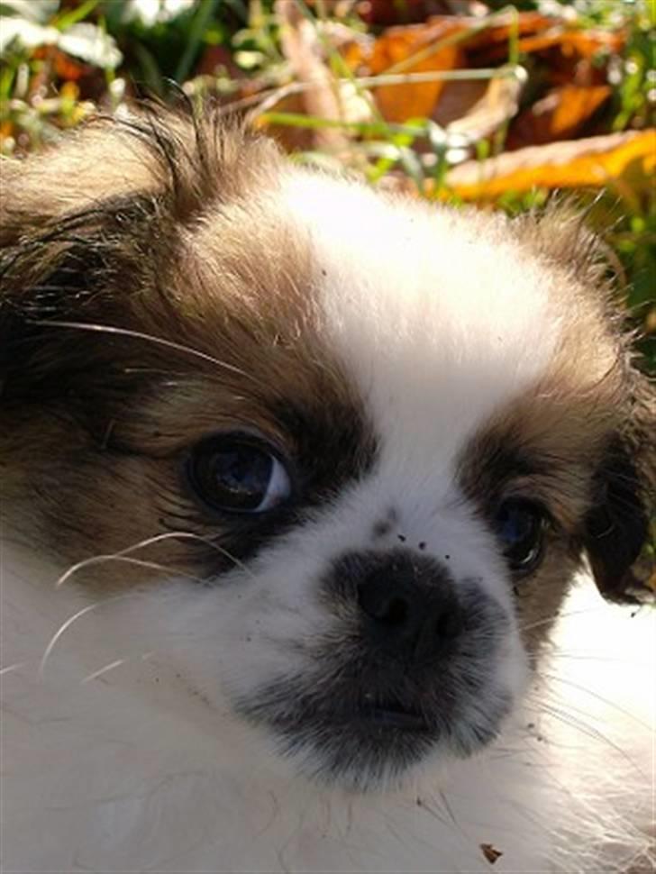 Blanding af racer Diva R.I.P*død 1/4-09 billede 13