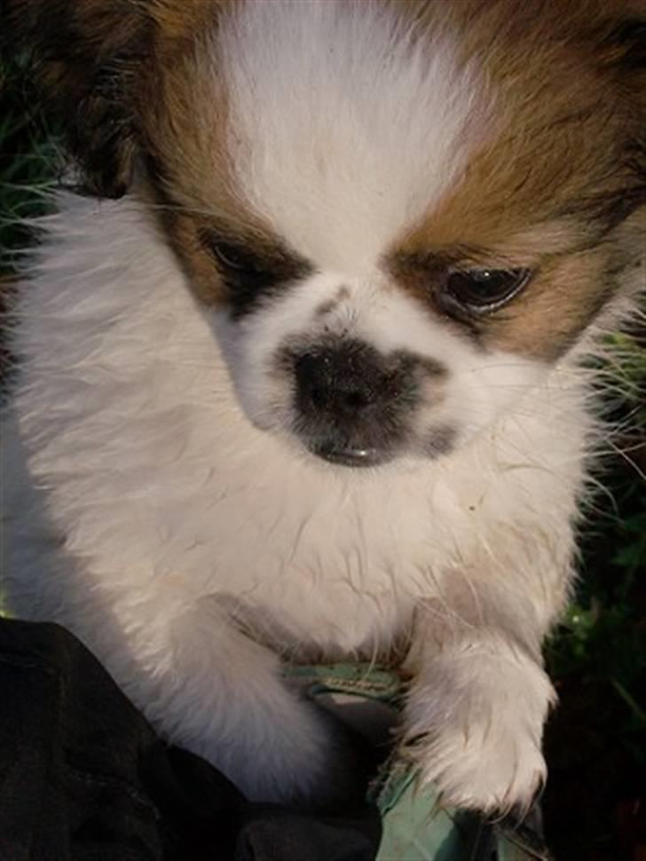 Blanding af racer Diva R.I.P*død 1/4-09 billede 14