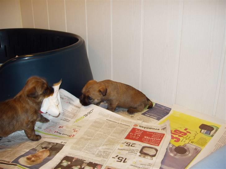 Cairn terrier Frida billede 11