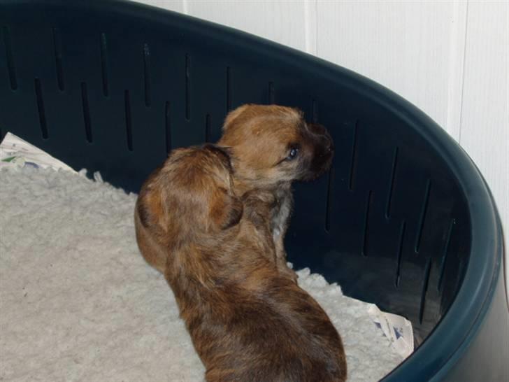 Cairn terrier Frida - Frida som hopper på sin søster billede 12