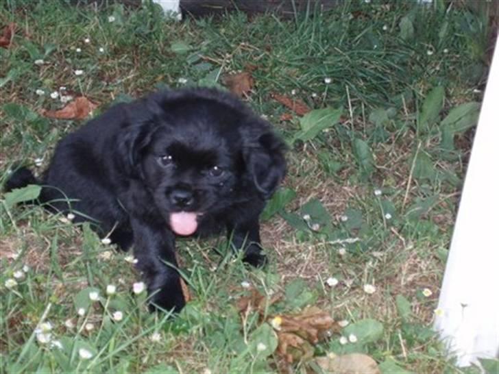 Blanding af racer Muffin - muffin som ca 9 uger billede 1