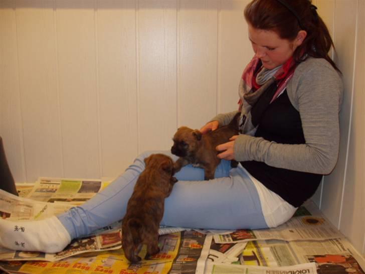 Cairn terrier Frida billede 13
