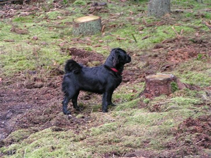 Blanding af racer Muffin billede 2