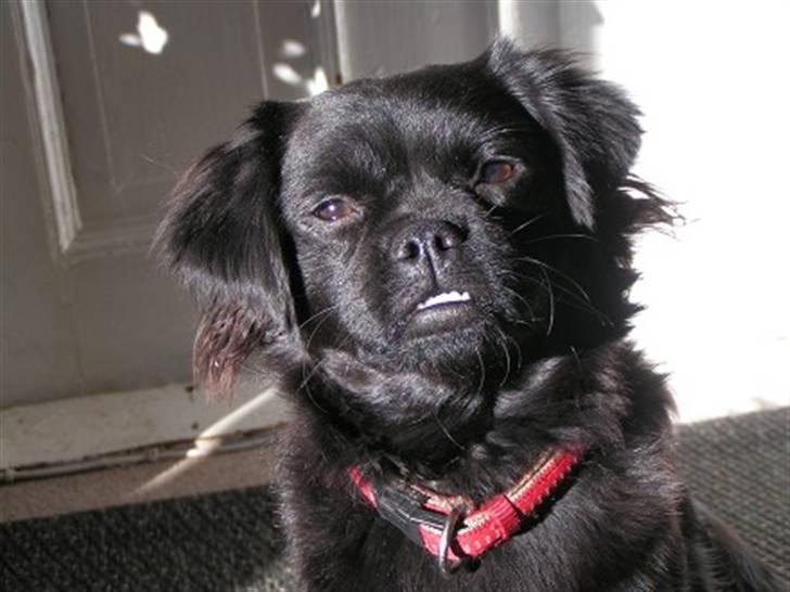 Blanding af racer Muffin billede 3