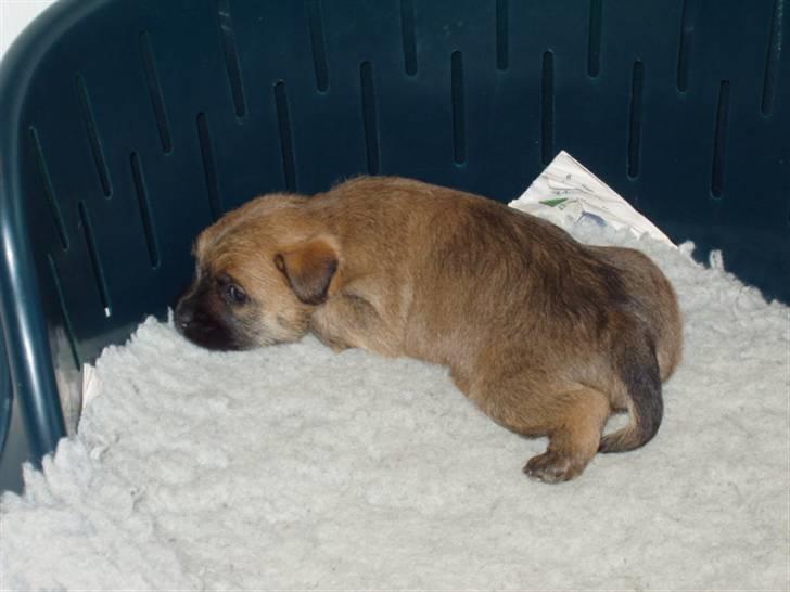 Cairn terrier Frida billede 14