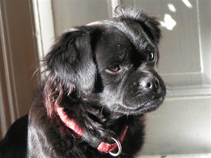 Blanding af racer Muffin billede 4