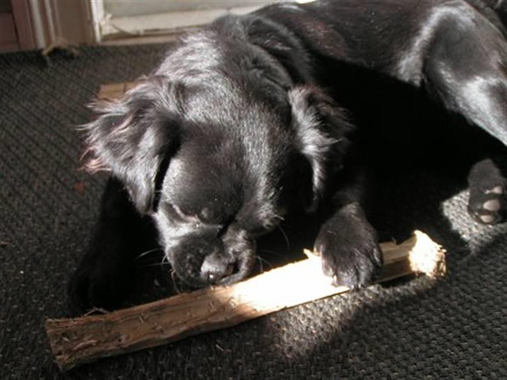 Blanding af racer Muffin - muffin leger med en pind. billede 5