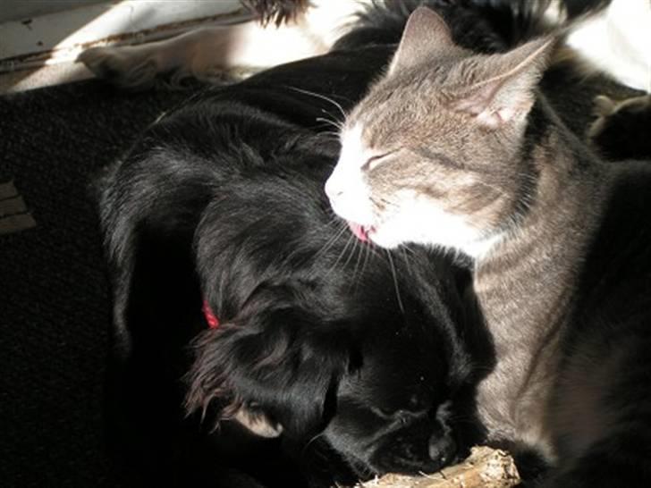 Blanding af racer Muffin - katten krumme vasker muffin billede 6