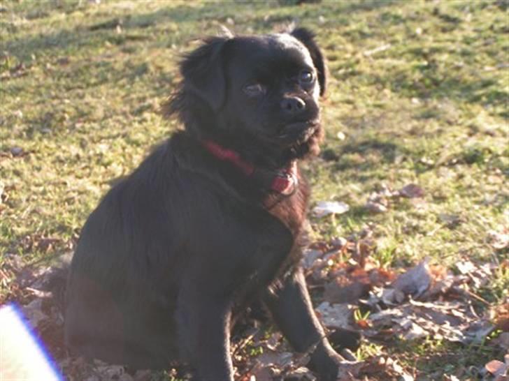 Blanding af racer Muffin billede 7