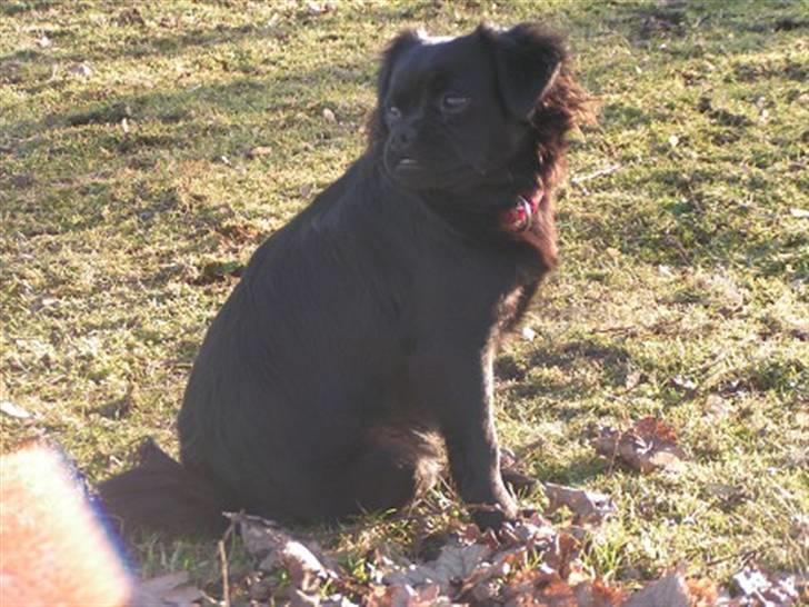 Blanding af racer Muffin billede 8