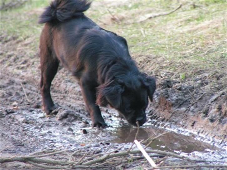 Blanding af racer Muffin - muffin i en mudder pyt billede 9