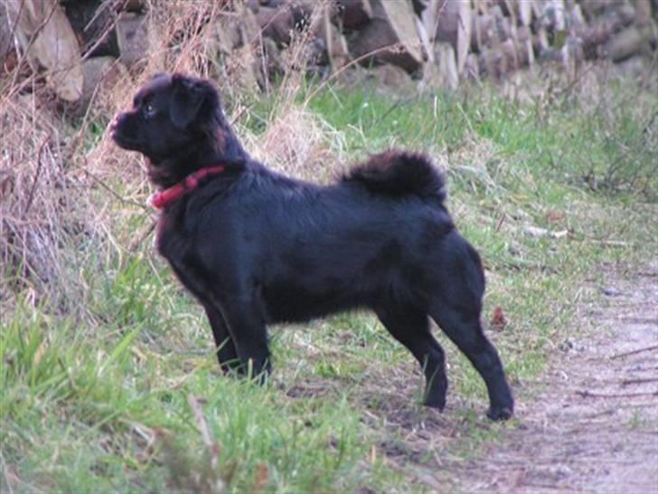 Blanding af racer Muffin - muffin som meget fotogen billede 10