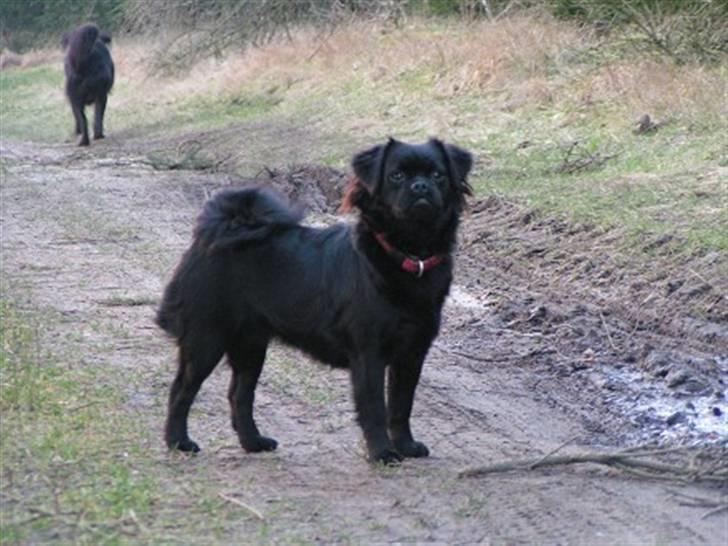 Blanding af racer Muffin billede 11