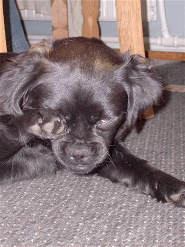 Blanding af racer Muffin - ej, ikke morgen billeder billede 14