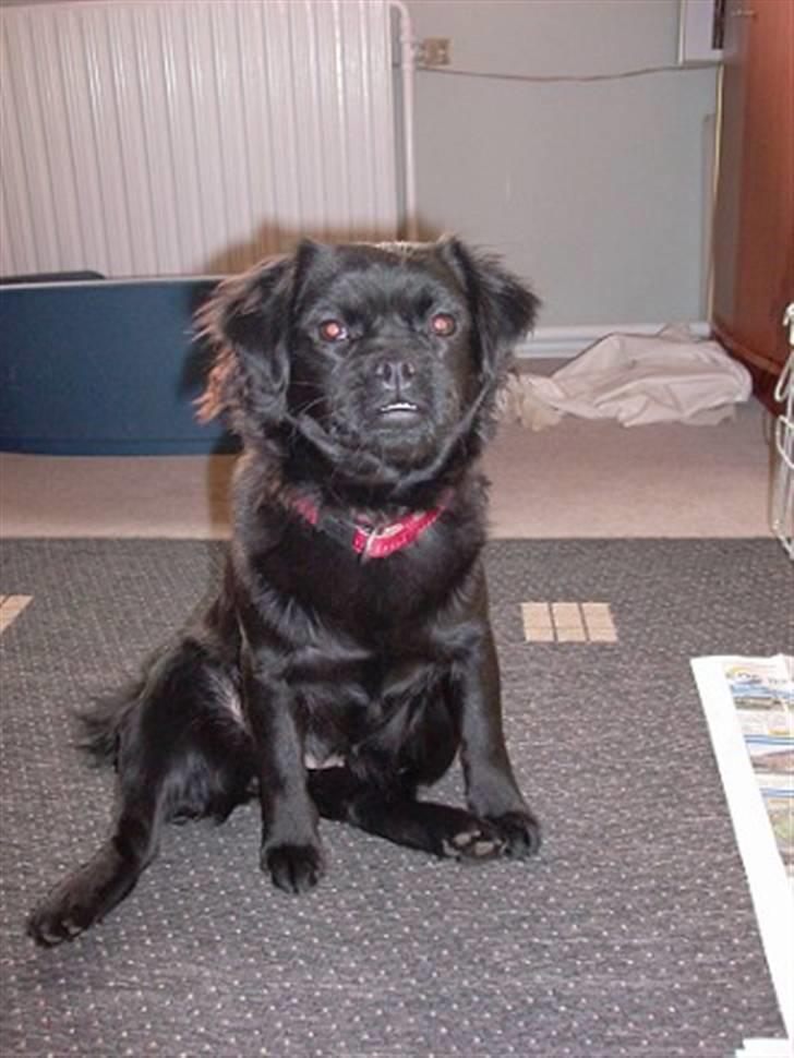 Blanding af racer Muffin billede 15