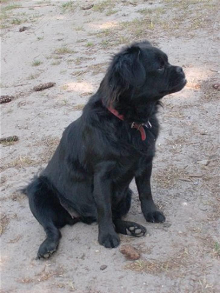 Blanding af racer Muffin - muffin på stranden billede 16