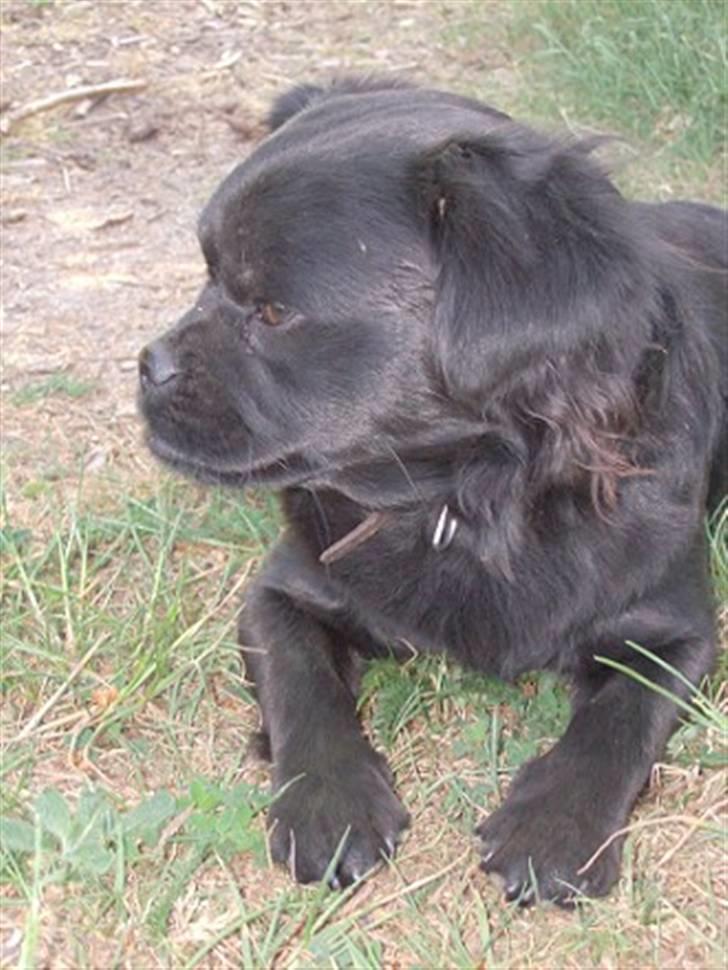 Blanding af racer Muffin - muffin ligger i skyggen af nogle buske på en strand billede 17