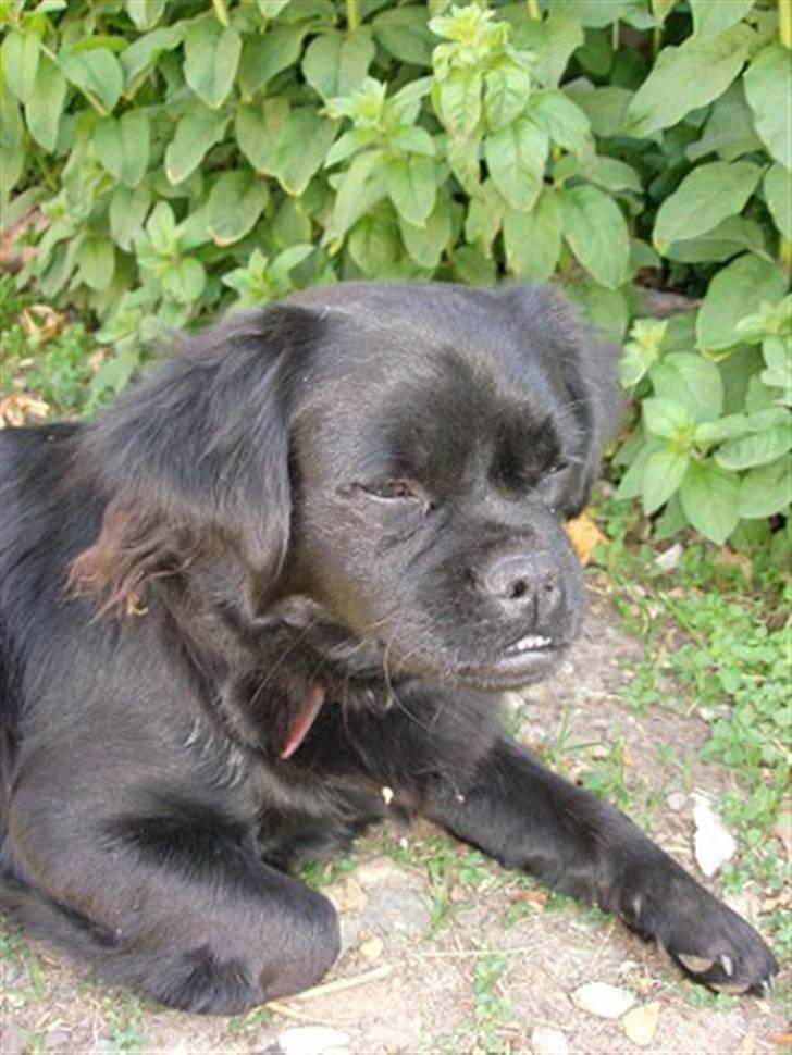 Blanding af racer Muffin - muffin i haven i sommers billede 18