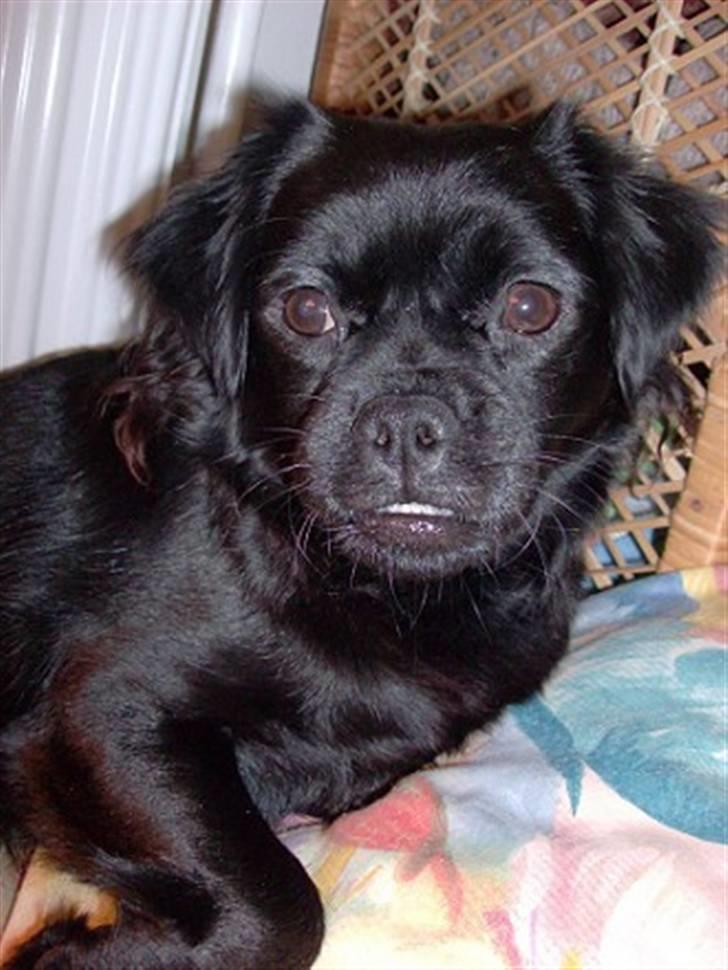 Blanding af racer Muffin billede 19