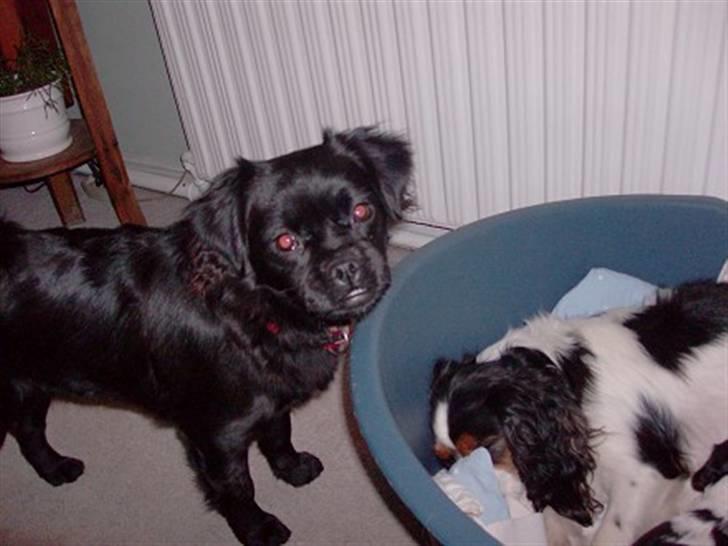 Blanding af racer Muffin - muffin var meget jaloux på silke, for hun havde de sødeste hvalpe billede 20