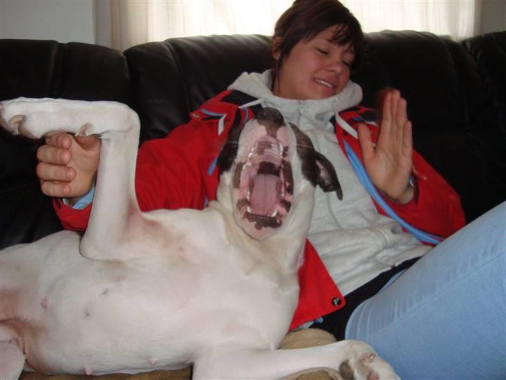 Amerikansk bulldog Cischa (Afrodite) R.I.P Savnet - Gab :) billede 14