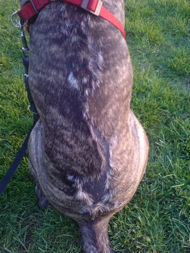 Blanding af racer Oompa - Mit ar .. billede 10