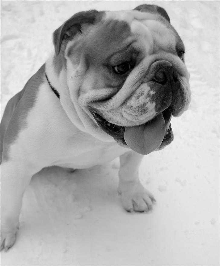 Engelsk bulldog Bonzo billede 20