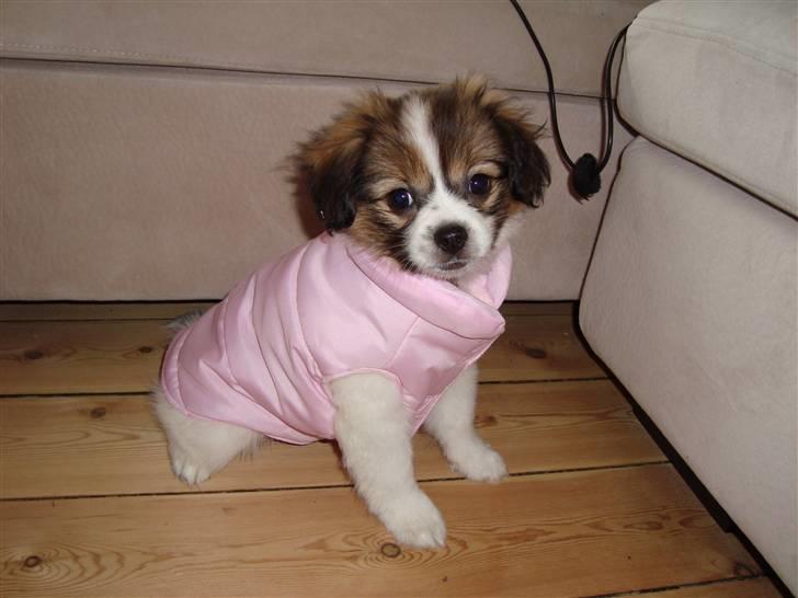 Blanding af racer Pekingeser/papillon - Biancamusen <3 11 uger billede 1