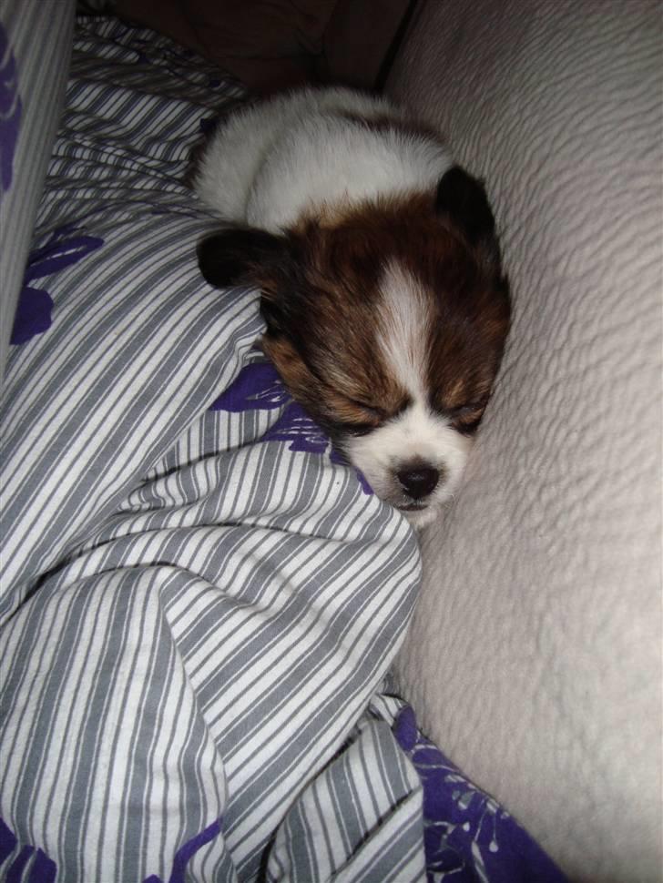 Blanding af racer Pekingeser/papillon - Biancamusen  sover :) 8 uger billede 2