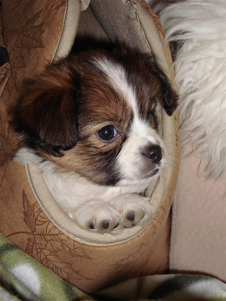 Blanding af racer Pekingeser/papillon - Bianca elsker sin lille taske :) 9 uger billede 3