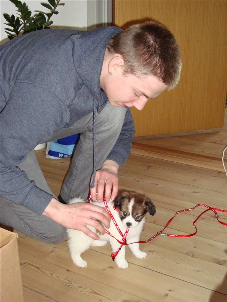 Blanding af racer Pekingeser/papillon - Bianca og hendes far :) 8 uger billede 4