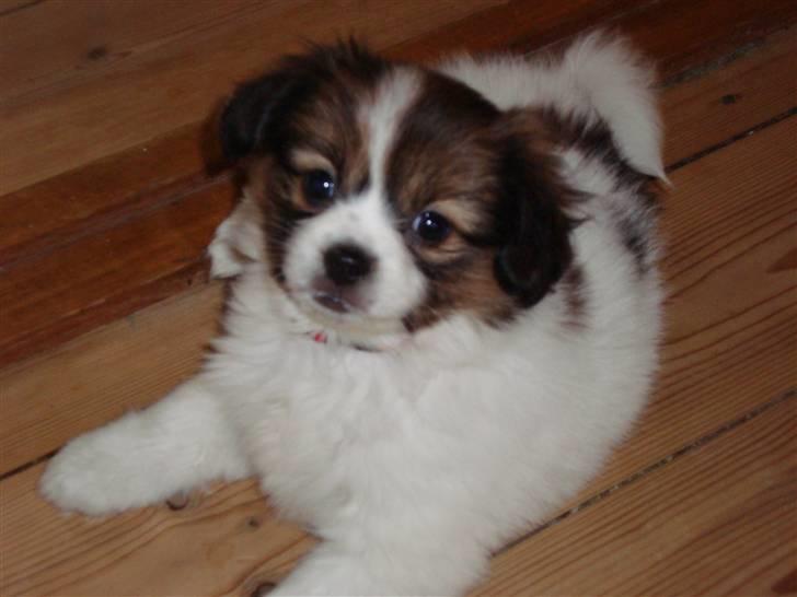 Blanding af racer Pekingeser/papillon - Bianca <3 billede 5