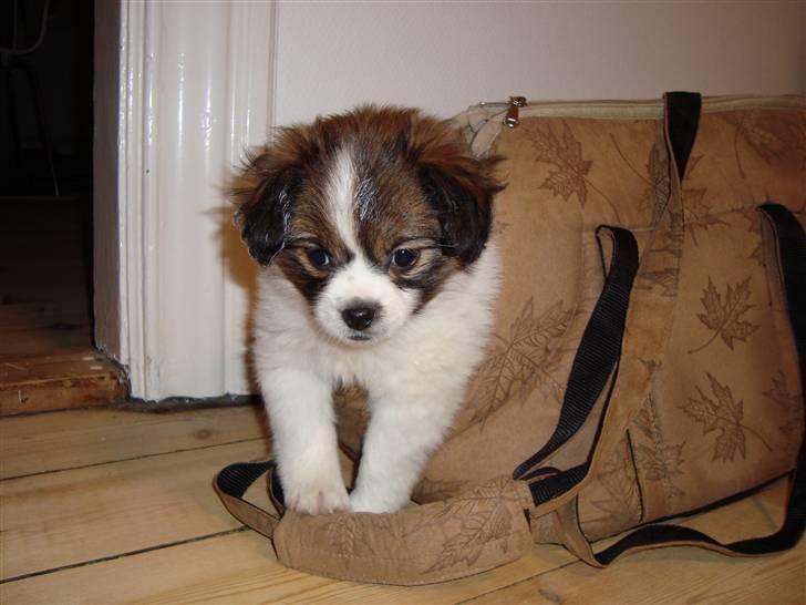 Blanding af racer Pekingeser/papillon - Bianca <3 billede 6